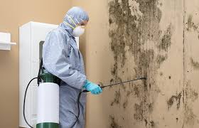 Mold Documentation for Insurance Claims in Charlotte, MI